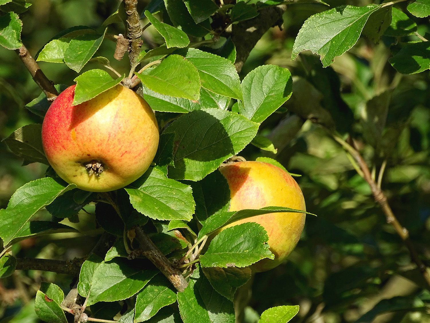 Äpfel Projekt WAPFL Zwei erntereife Äpfel an einem Ast hängend