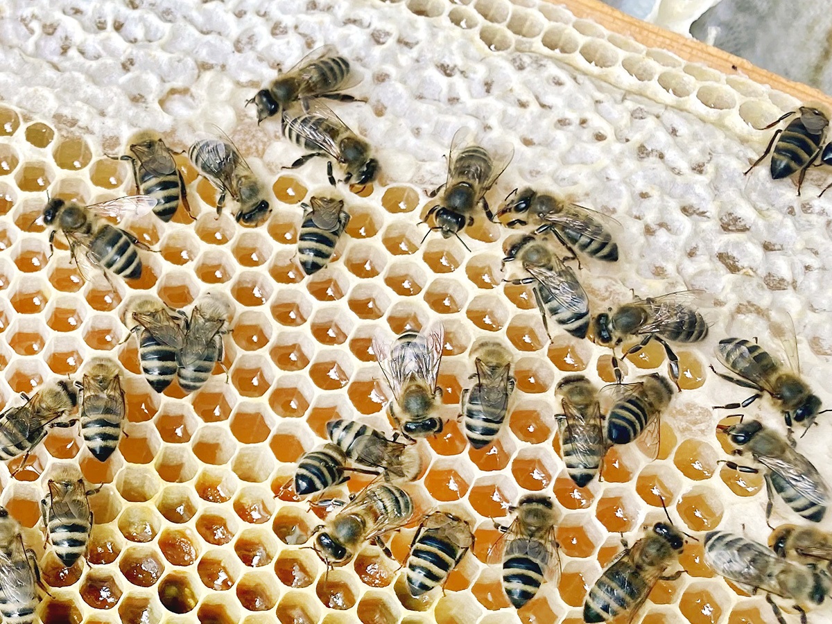Bienen auf Honigwabe Arbeiterinnen eines Bienenvolkes sitzen auf einer vollen Honigwabe (Projekt WAPFL)
