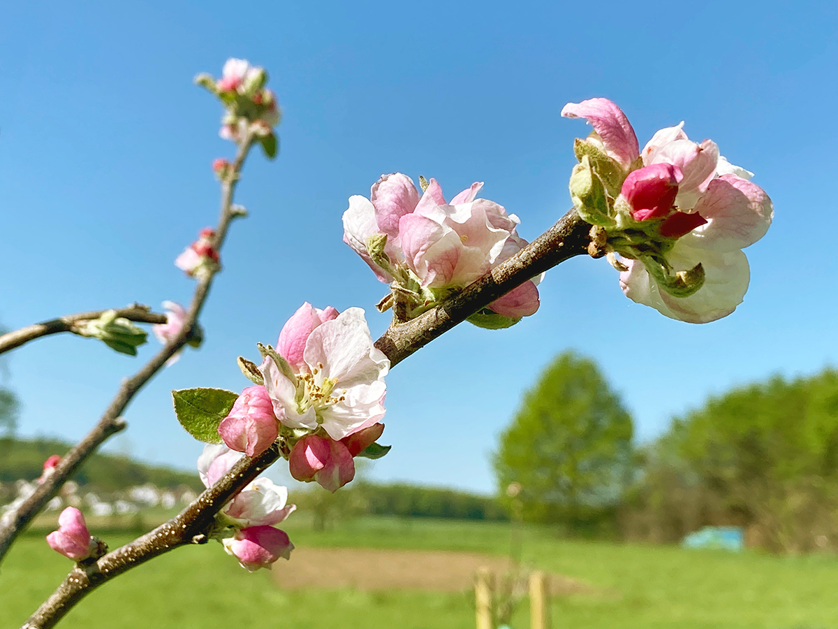 Apfelblüte Projekt WAPFL Blühender Zweig eine jungen Apfelbaums im Frühling